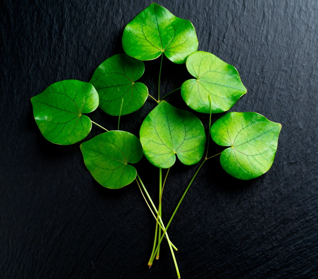 Horny Goat Weed — Vapofil ingredient